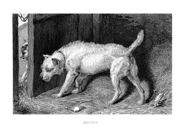 小猎犬看门时从另一只狗身上刻上插图图片下载