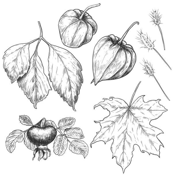 手绘素描秋天与浆果和树叶。秋季笔墨矢量插画。图片下载