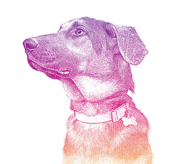 一只德国牧羊犬在动物收容所，希望被收养图片下载