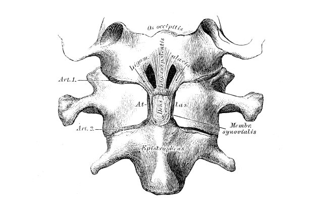 在打开寰椎前半圆后的悬韧带和垂韧带图片下载
