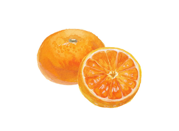 一个现实的橘子手绘水彩插图图片下载