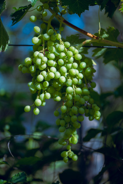 熟透的一串绿葡萄的特写图片图片下载