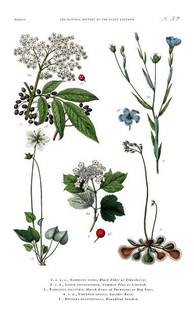 古董植物雕刻，植物王国的历史，维多利亚植物插图，板32，大约1853年图片下载