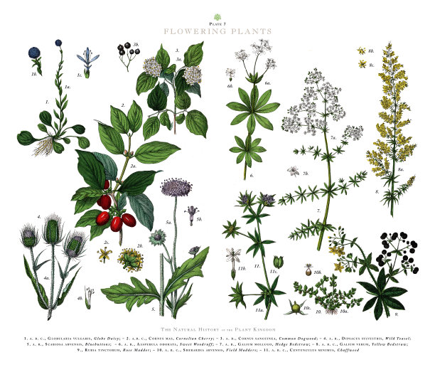 古董雕刻，开花植物，植物王国，维多利亚植物插图，大约1853年图片下载