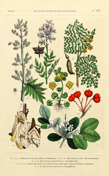 植物王国的历史，维多利亚植物插图，41版，大约1853年图片下载