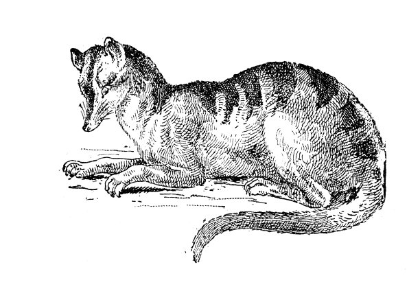 古董插图:条纹棕榈果子狸(Hemigalus derbyanus)图片下载