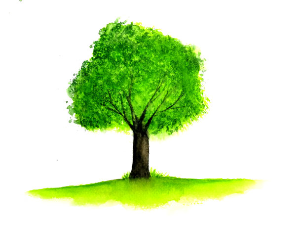 水彩绿树。孤立的白色背景。图片下载