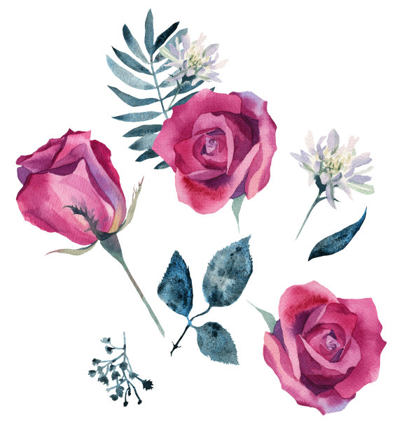 粉色玫瑰水彩集图片下载