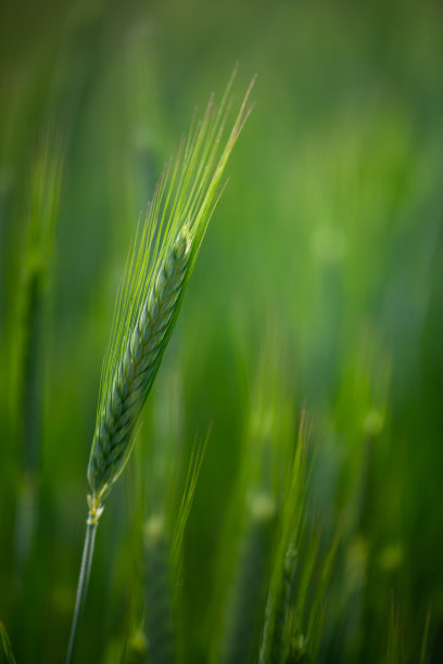 绿色麦田库存照片图片下载