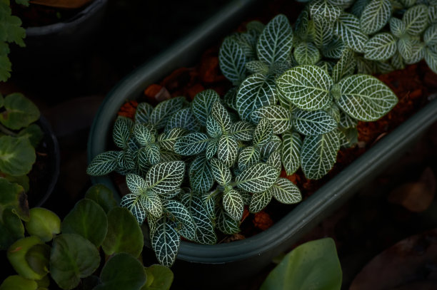 花园里盆栽植物的美丽叶子的俯视图图片下载