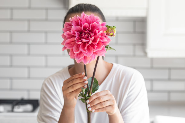 一个女人用一朵粉红色的大丽花盖住脸，里面是白色的背景。图片下载