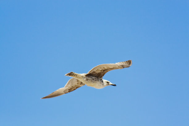 海鸥飞过海岸线。A Mariña，西班牙加利西亚卢戈省。图片下载