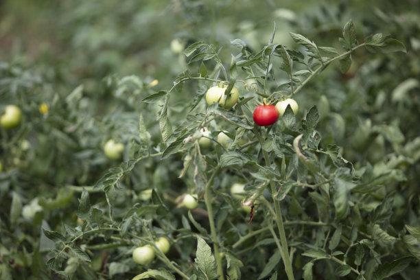 有机番茄田图片下载