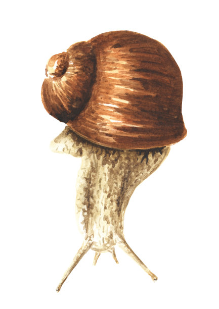 巨型蜗牛。手绘水彩插图孤立的白色背景图片下载