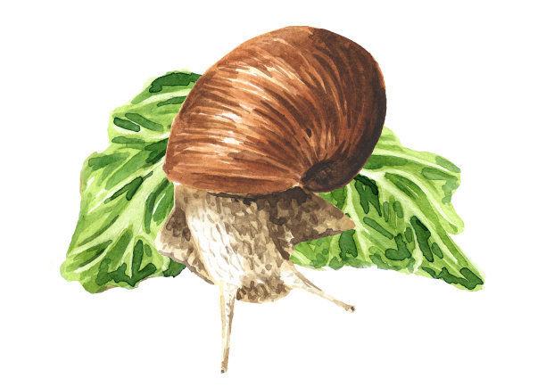 蜗牛在绿叶上。手绘水彩插图孤立的白色背景图片下载