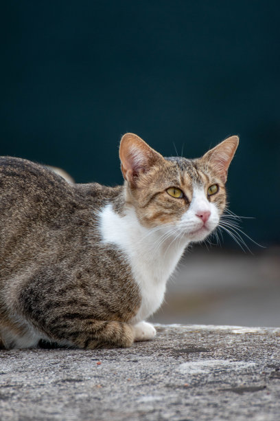乡村有趣的猫户外特写照片放松图片下载