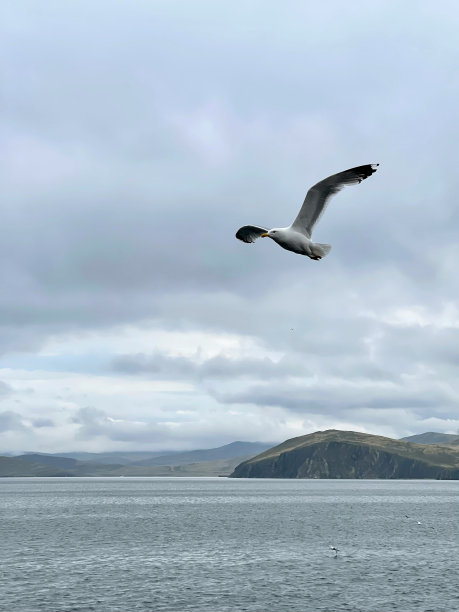 海鸥在贝加尔湖上空飞翔图片下载