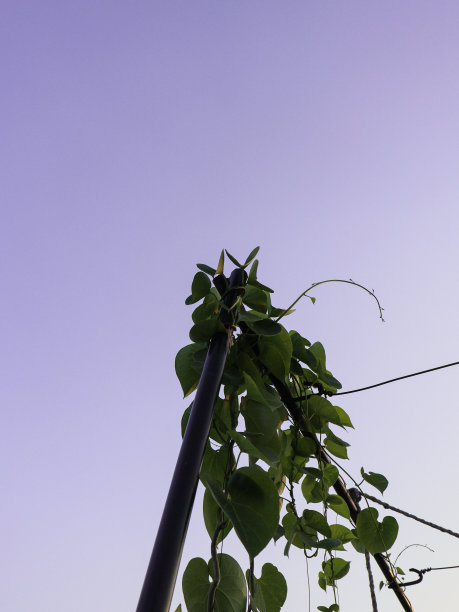金属杆上绿色的植物藤蔓映衬着紫色的天空图片下载