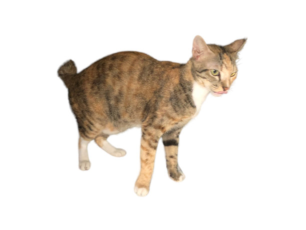 家猫在白色和孤立的背景上行走图片下载