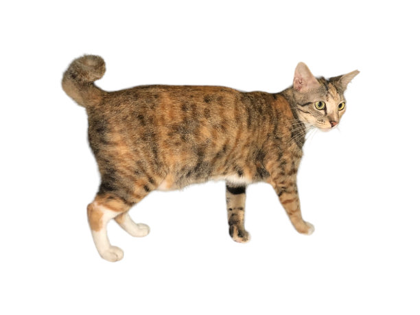 家猫在白色和孤立的背景上行走图片下载