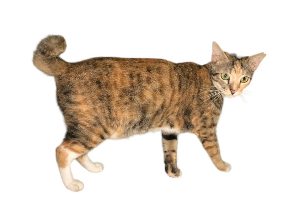 家猫在白色和孤立的背景上行走图片下载