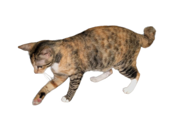 家猫在白色和孤立的背景上行走图片下载