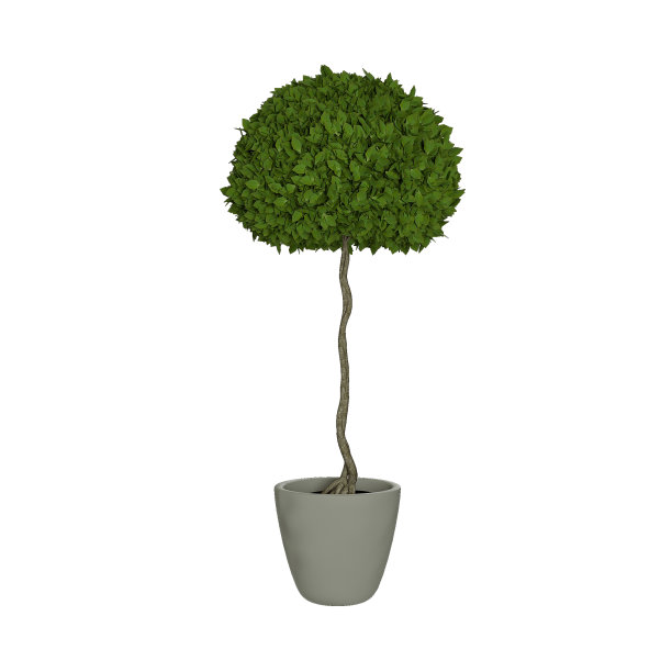 白色背景的盆栽装饰植物图片下载