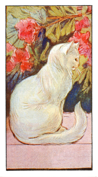 白猫在花前休息新艺术插图图片下载