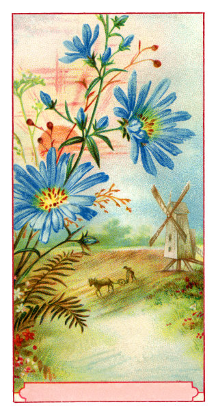 花卉插花与蓍草和菊科艺术新插图图片下载