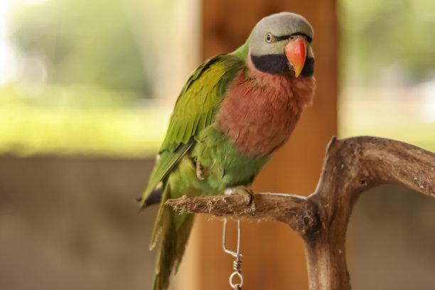 项链鹦鹉(Psittacula alexandri)的特写照片，有着非常美丽的彩色羽毛。图片下载