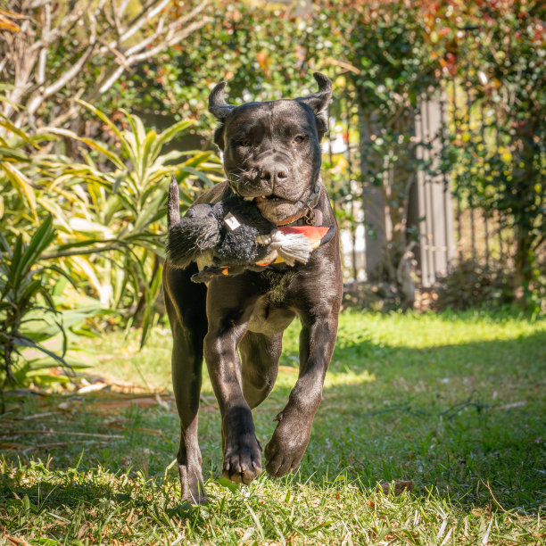 一只黑色拉布拉多犬带着它的玩具在奔跑图片下载