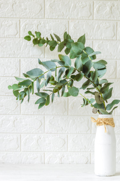 白瓶桉树。图片下载