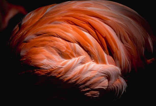 火烈鸟图片下载