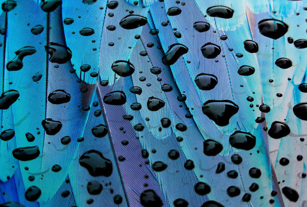 一张蓝色和紫色羽毛的特写照片，蓝色羽毛的翅膀上有水泡。图片下载