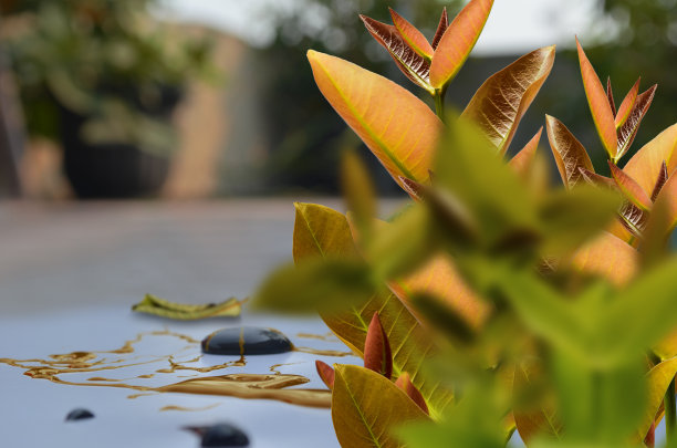 开放的花园图片下载