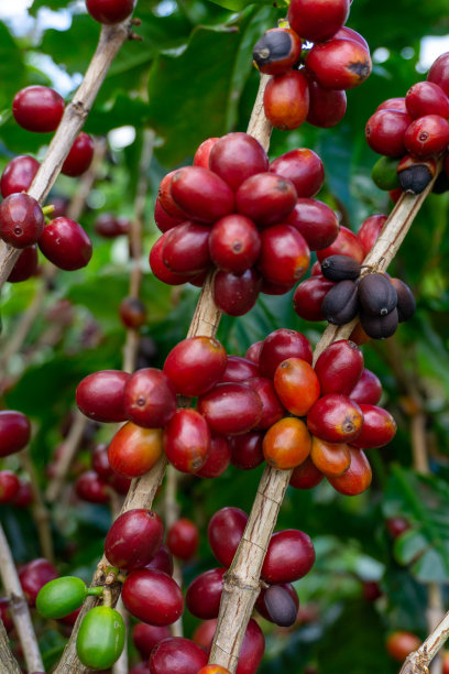 咖啡樱桃图片下载