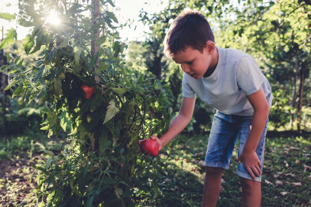 快乐的小男孩采摘新鲜的西红柿蔬菜在夏天的一天。家庭，人，花园，园艺，生活理念。图片下载