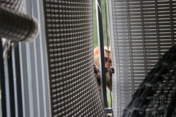 一只猴子从遮阳板的角落里偷窥。猴子在城市建筑中寻找食物图片下载