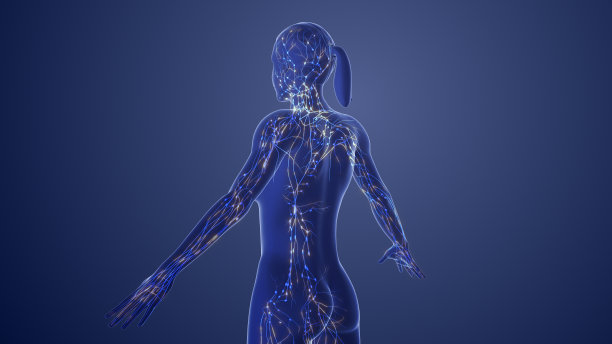 女性淋巴系统三维解剖图片下载