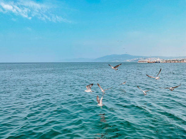海鸥在群山的映衬下，飞过碧海的蓝天图片下载