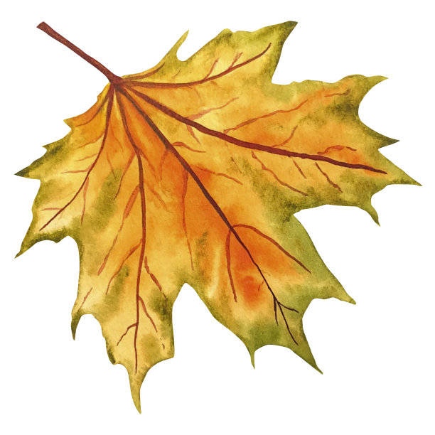 叶子。秋天水彩插图孤立在一个白色的背景。枫枯落叶。图片下载
