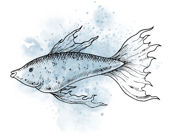 图形绘制孔雀鱼与水彩斑点。手绘插图水下海洋动物的轮廓风格在孤立的背景。用黑色墨水画的海洋素描。海洋腐蚀图片下载