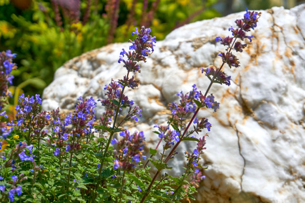 绿化、园艺。蓝花中药材鼠尾草，大理石白石图片下载