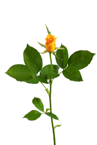 一朵盛开的红玫瑰，绿叶，孤立在白色的背景上图片下载