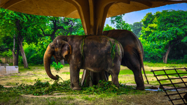 温柔的巨人:一头雄伟的大象静静地站着，在生活的简单乐趣中寻找快乐图片下载