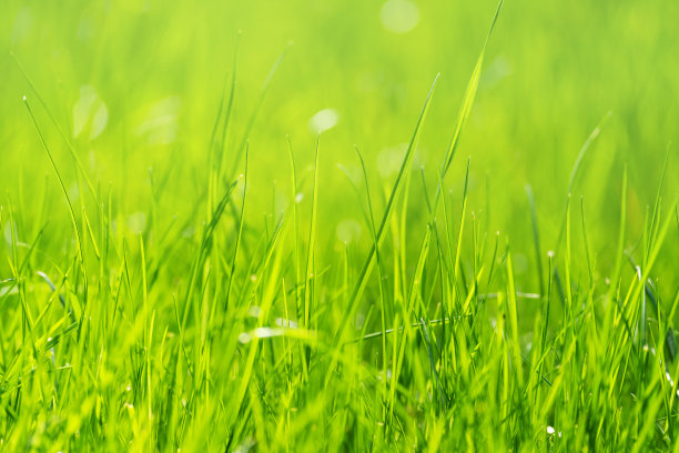 嫩绿的小麦在春天的田野里发芽，阴天没有太阳图片下载