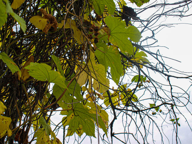 在灰色的天空上跳跃着树枝，像奇特的藤蔓图片下载