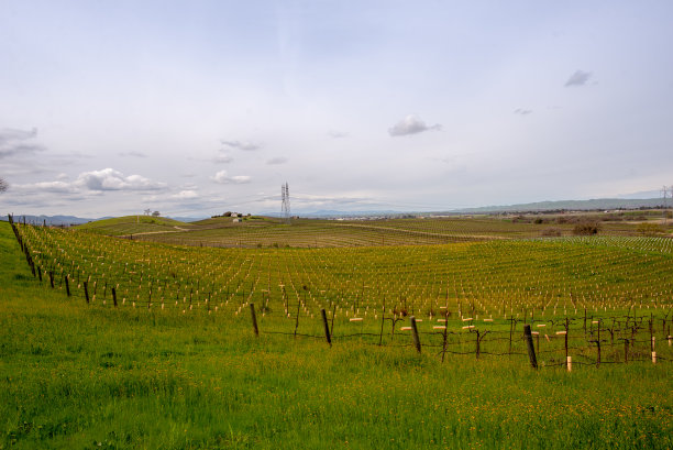 葡萄园帕索罗伯斯日落，加州中部，美国。帕索罗布尔斯一直以其葡萄酒之乡而闻名。图片下载