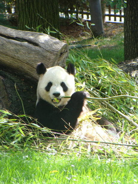 熊猫图片下载