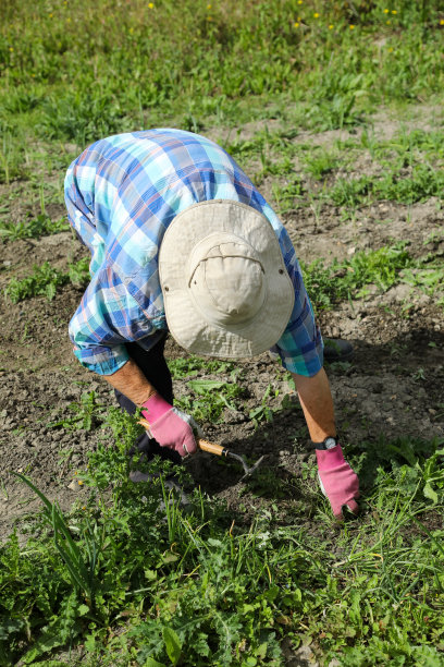 一位年长的妇女弯腰去挖杂草图片下载